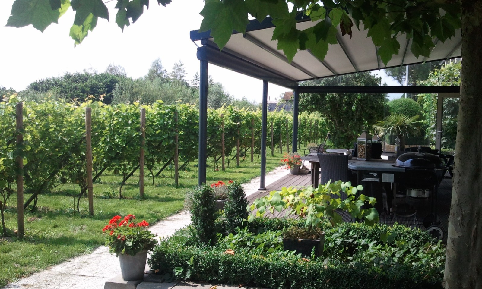 Wijngaard Bilderhof Dordrecht